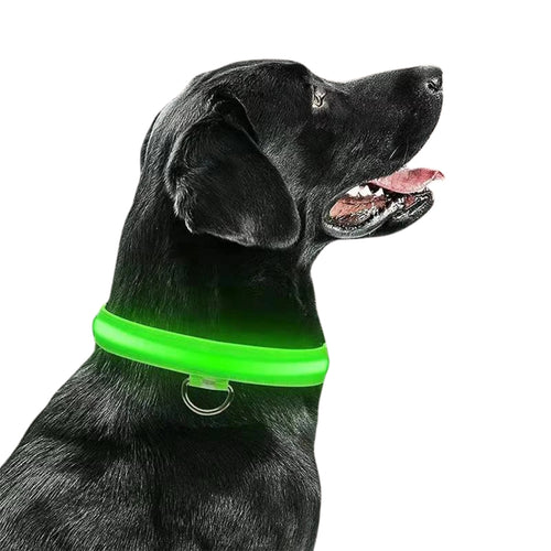 LED-Hundehalsband