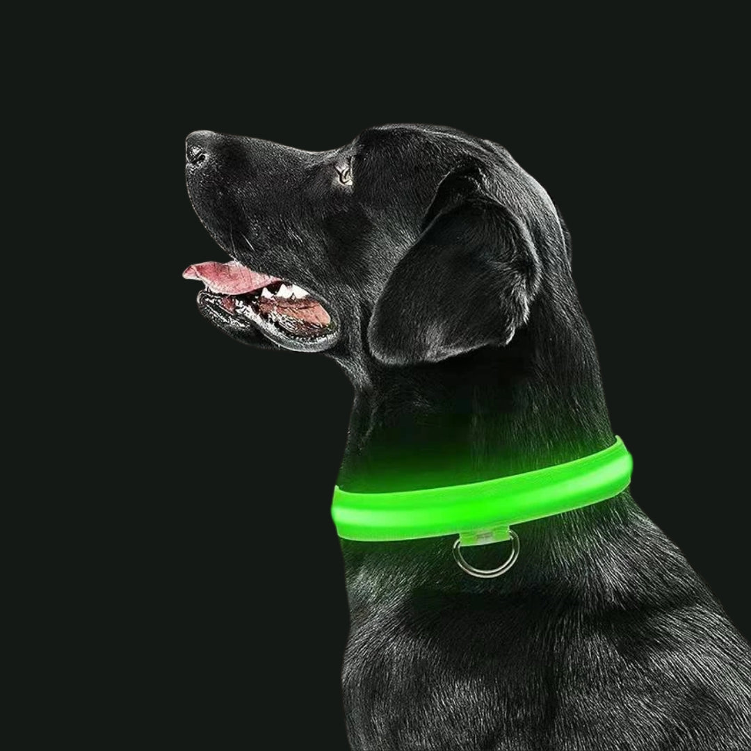 LED-Hundehalsband
